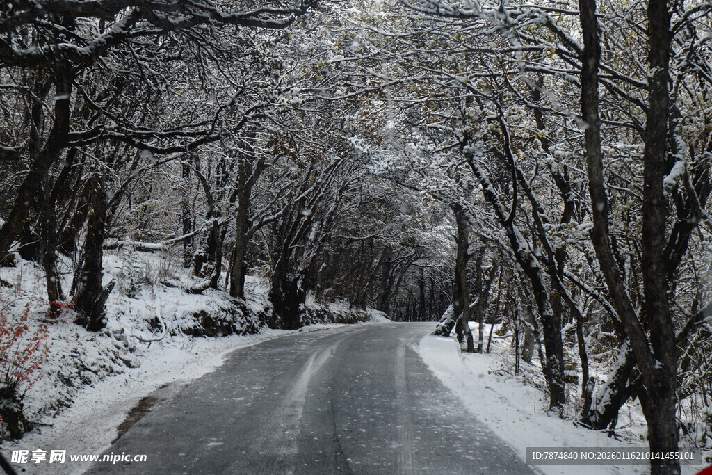 雪覆林间路