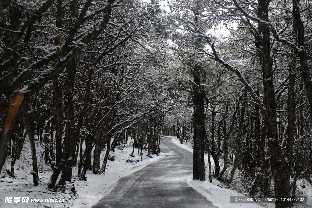 雪覆林间小道