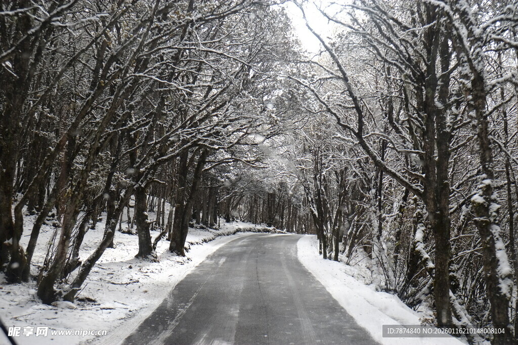 雪覆林间路