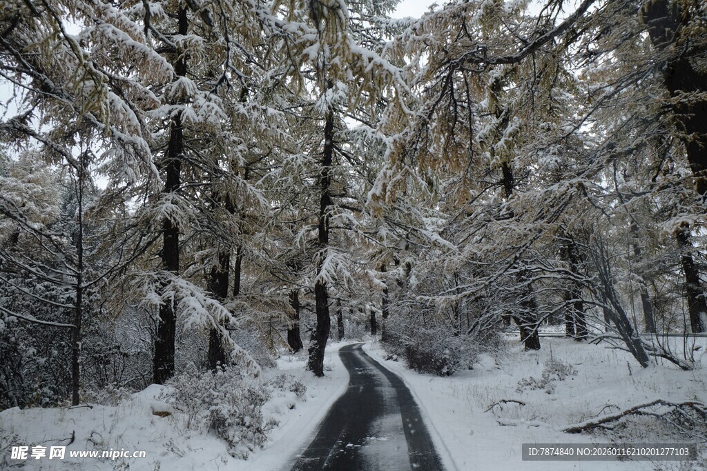 雪覆林间路