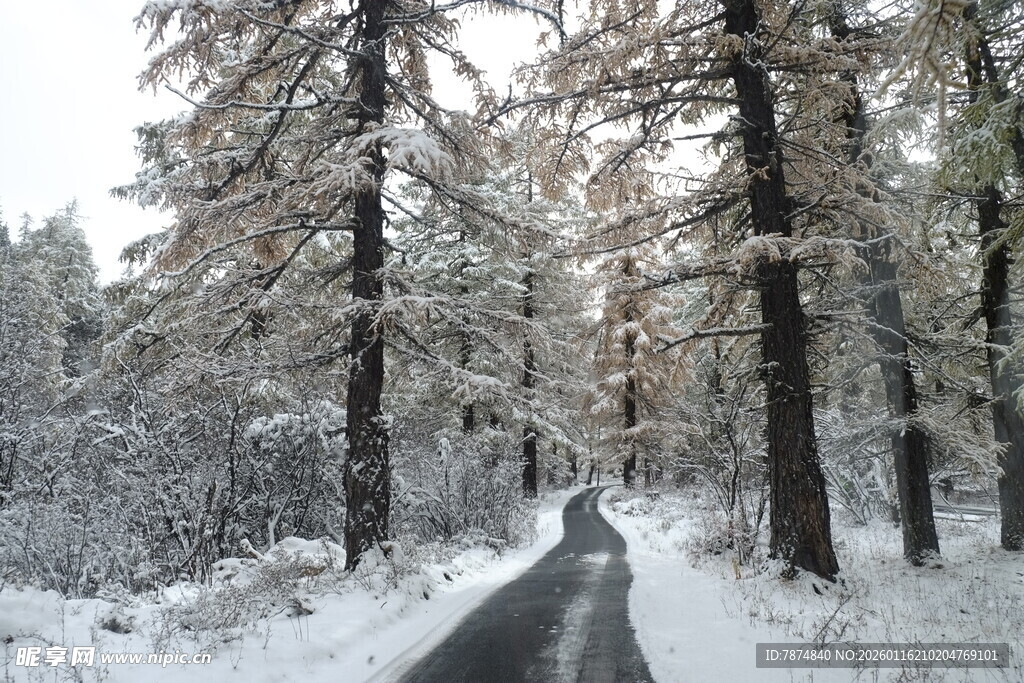 雪覆林间路