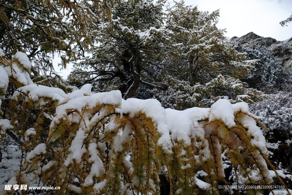 雪覆松枝美景