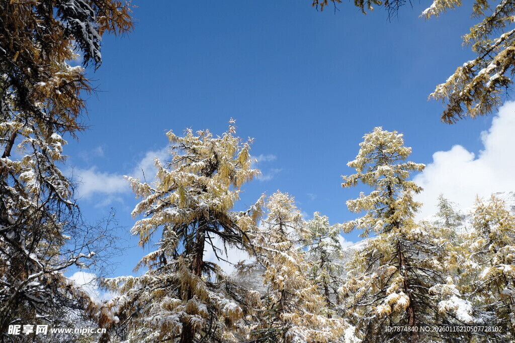雪覆松林蓝天美景