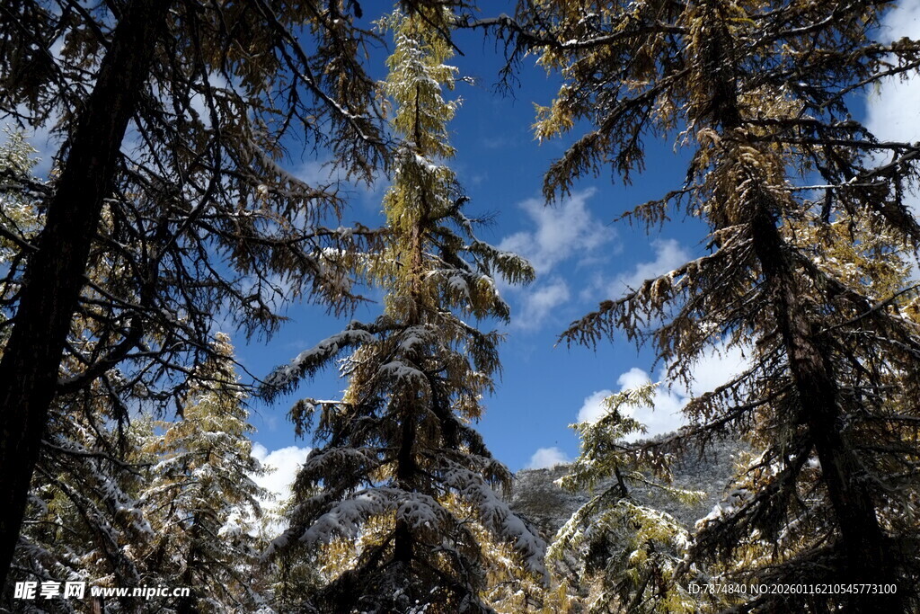 雪覆松林间的蓝天景致