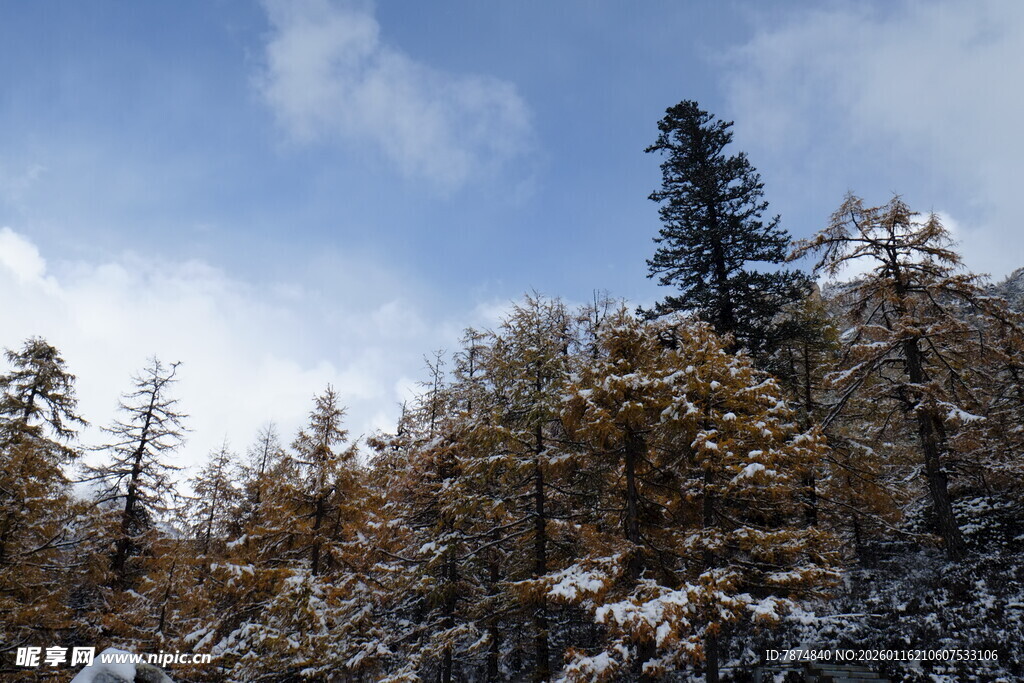雪覆山林 蓝天映衬美景
