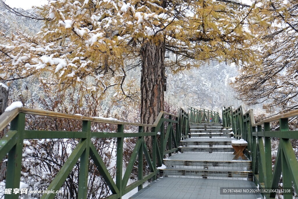 雪覆栈道旁金黄树木美景