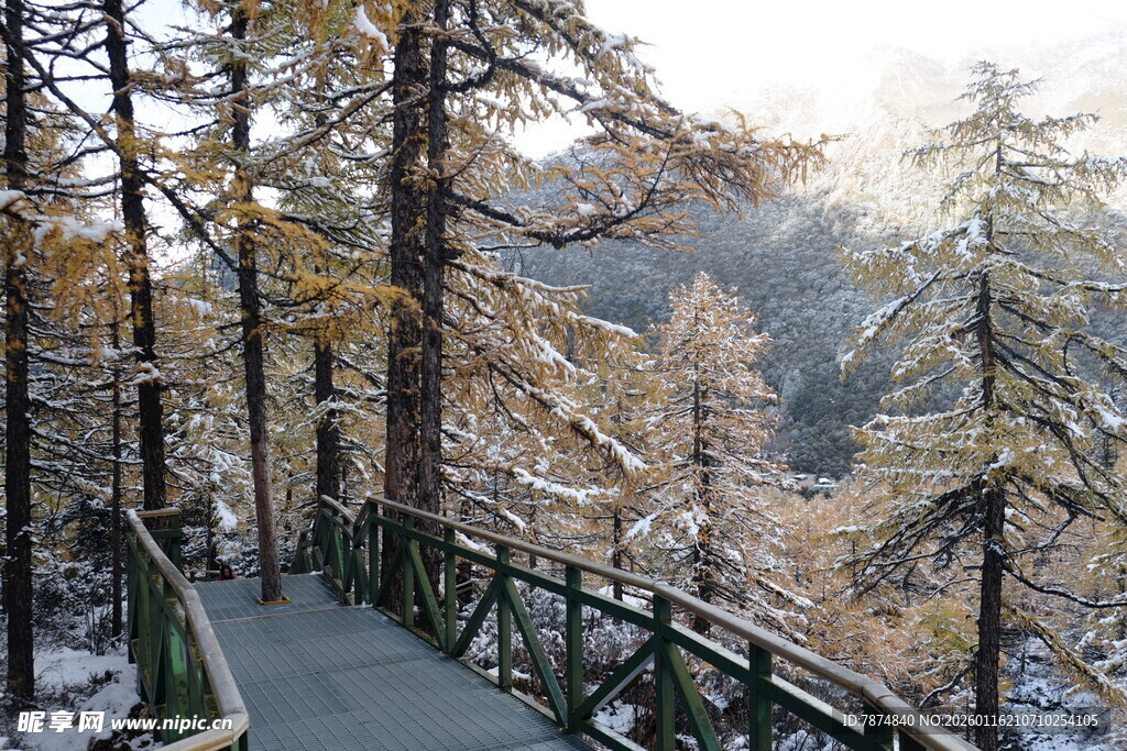 冬日雪林栈道美景