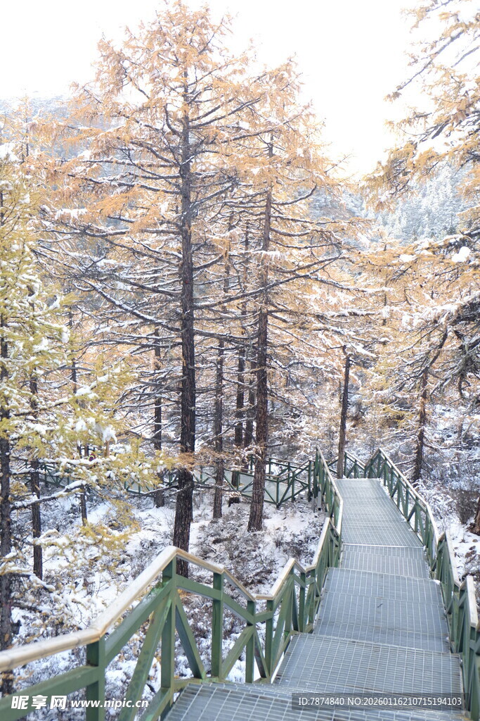 雪后山林中的木质步道