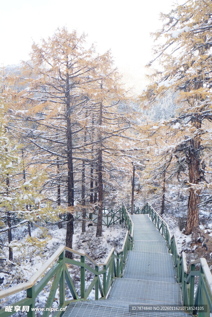 雪后林间步道美景