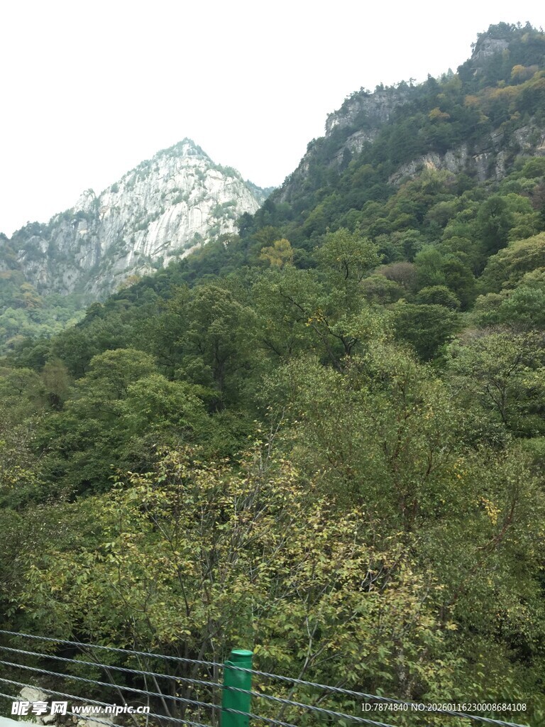 青山覆绿植被繁茂之景