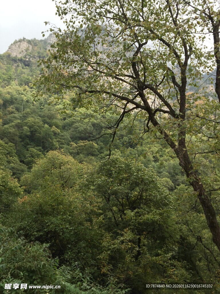 山林绿意盎然的繁茂景象