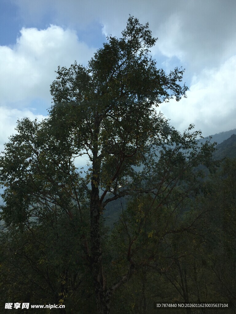 山林中的葱郁树木