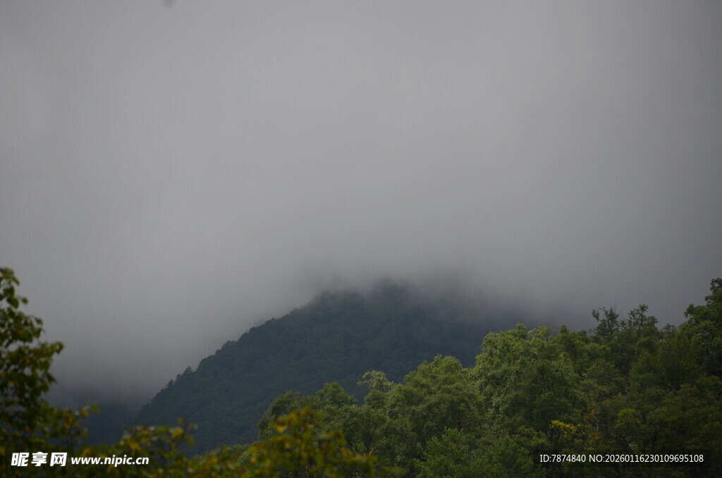 云雾缭绕的山林美景