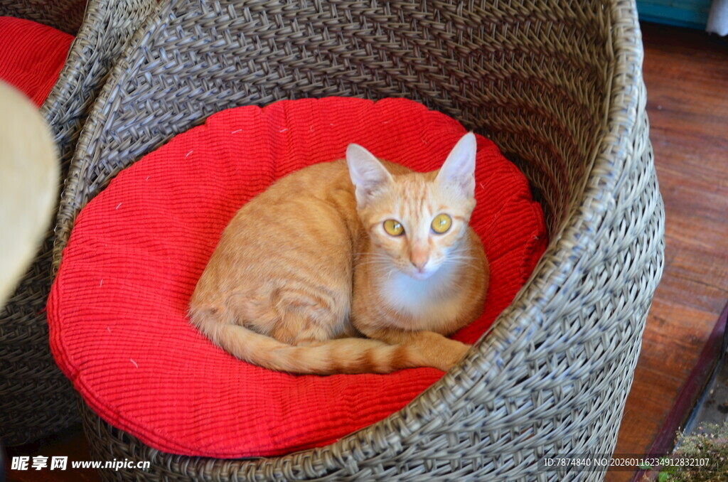 橘猫舒适躺卧于编织猫窝