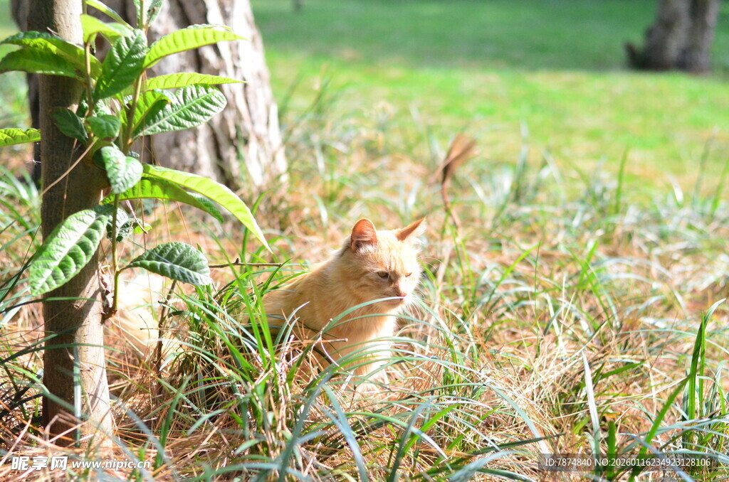 草丛中的橘猫