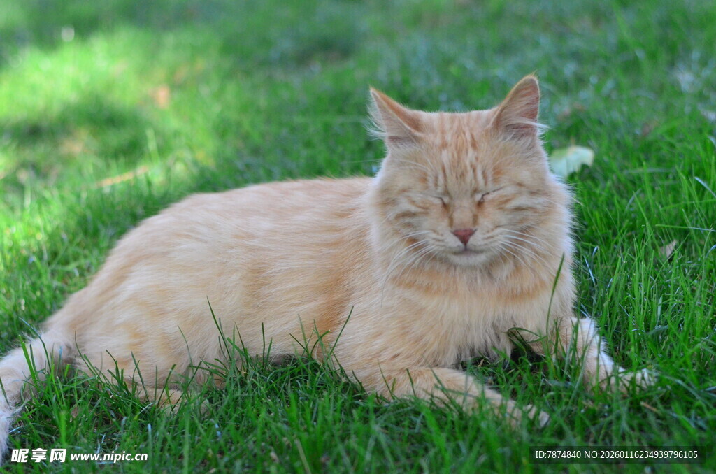 阳光下草地上的橘色猫咪