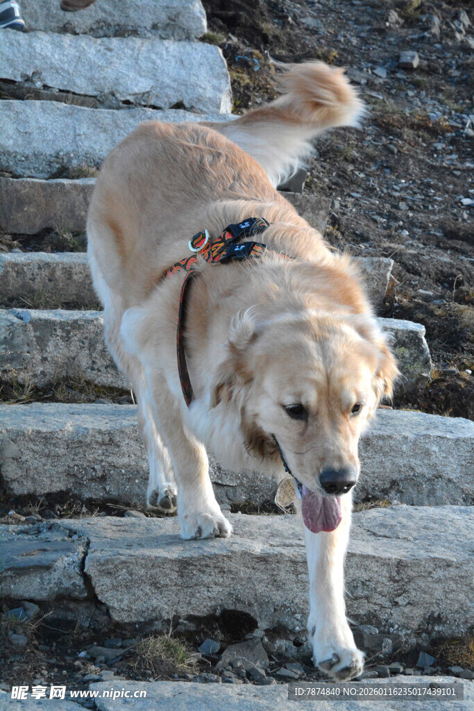 金毛犬欢快走在石阶上
