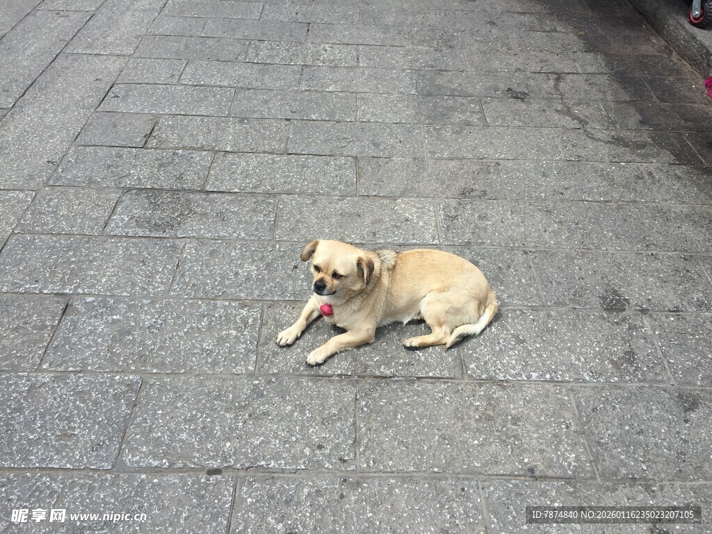 路边趴着的小黄狗