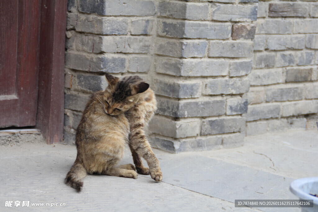 蹲坐的狸花猫