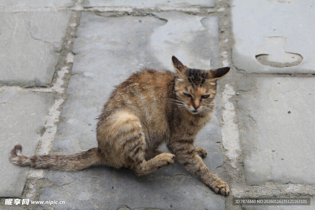 蹲坐的斑纹猫咪