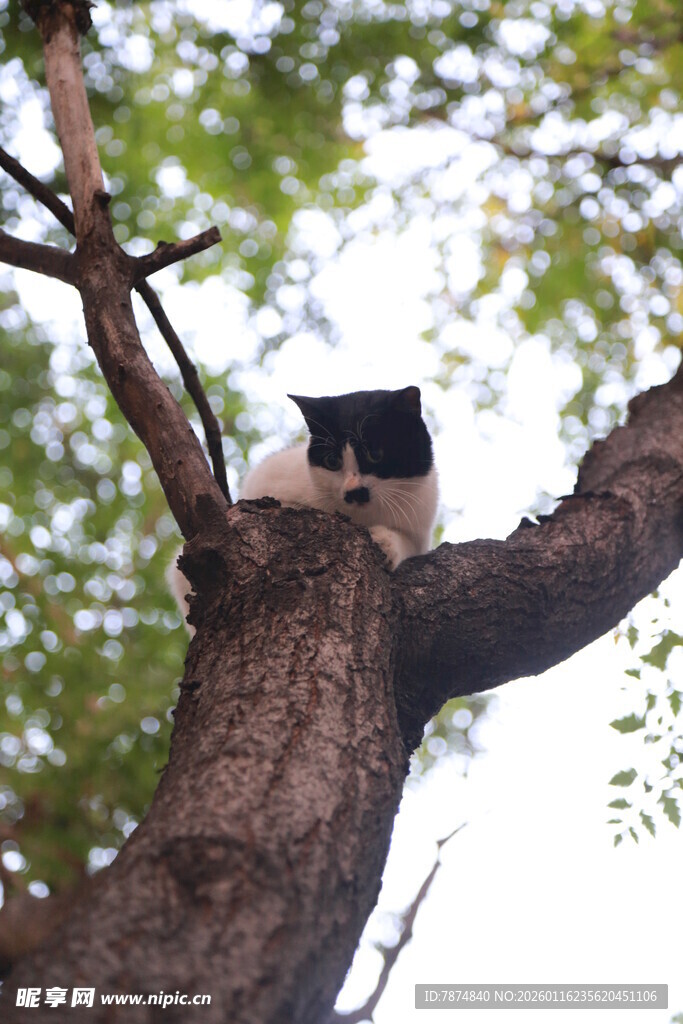树上的猫咪