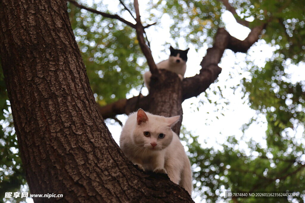 树上玩耍的可爱猫咪