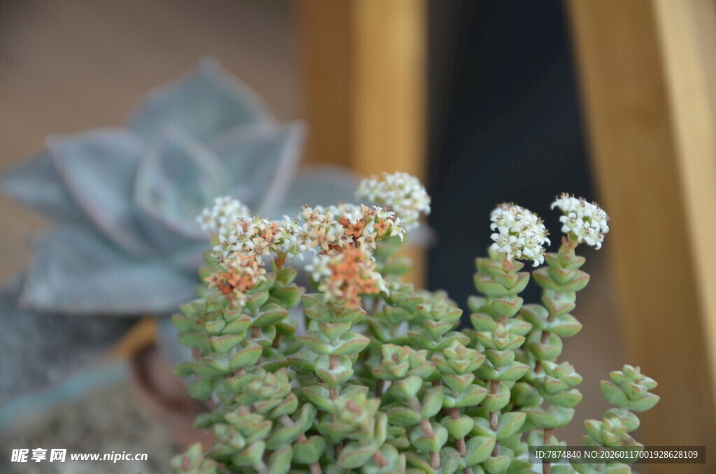 可爱多肉植物特写