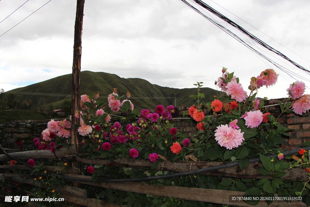 山间绚烂花丛美景