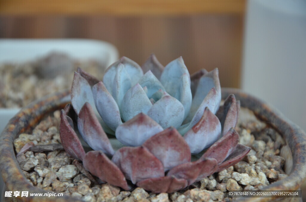 蓝紫色系多肉植物特写