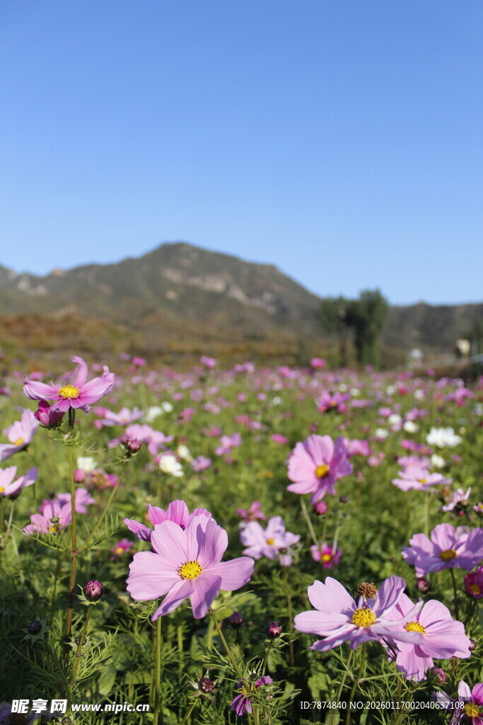 花海绽放 粉色花朵漫山岗