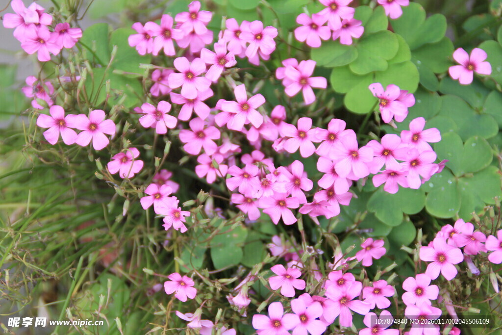 粉色小花绽放于草丛间