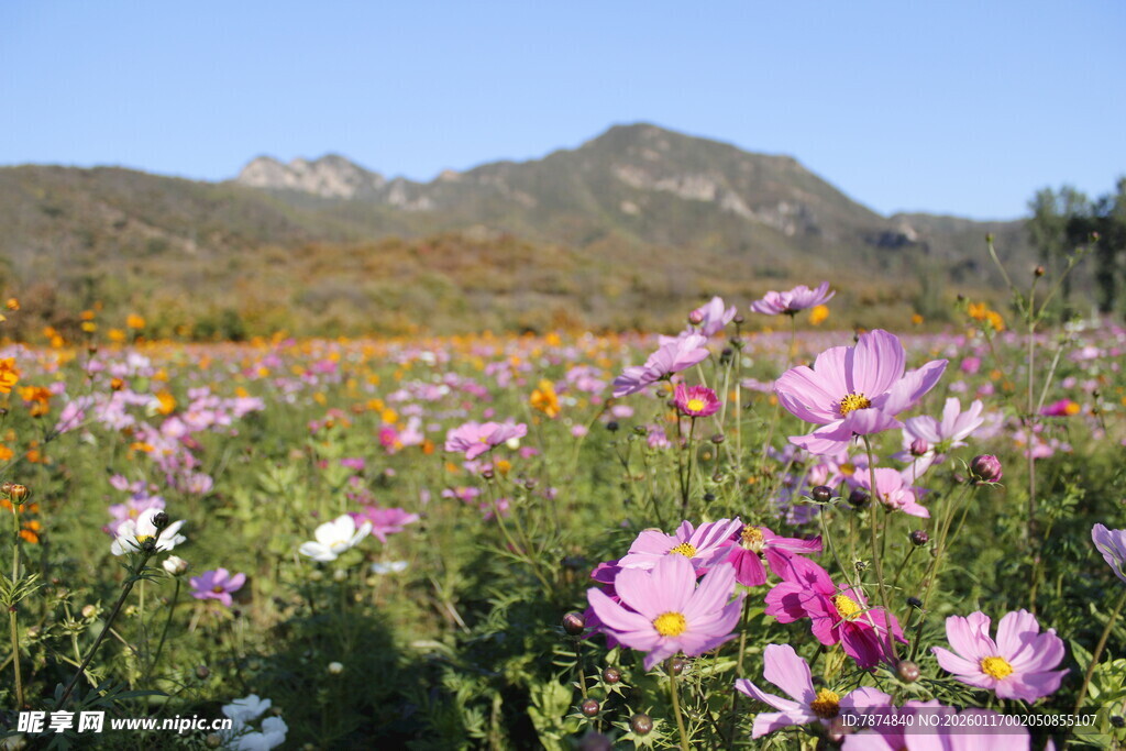花海烂漫 远山相伴