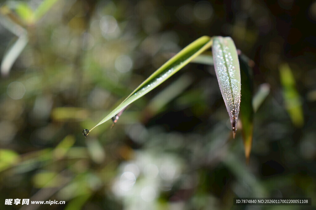 细长叶片的独特植物