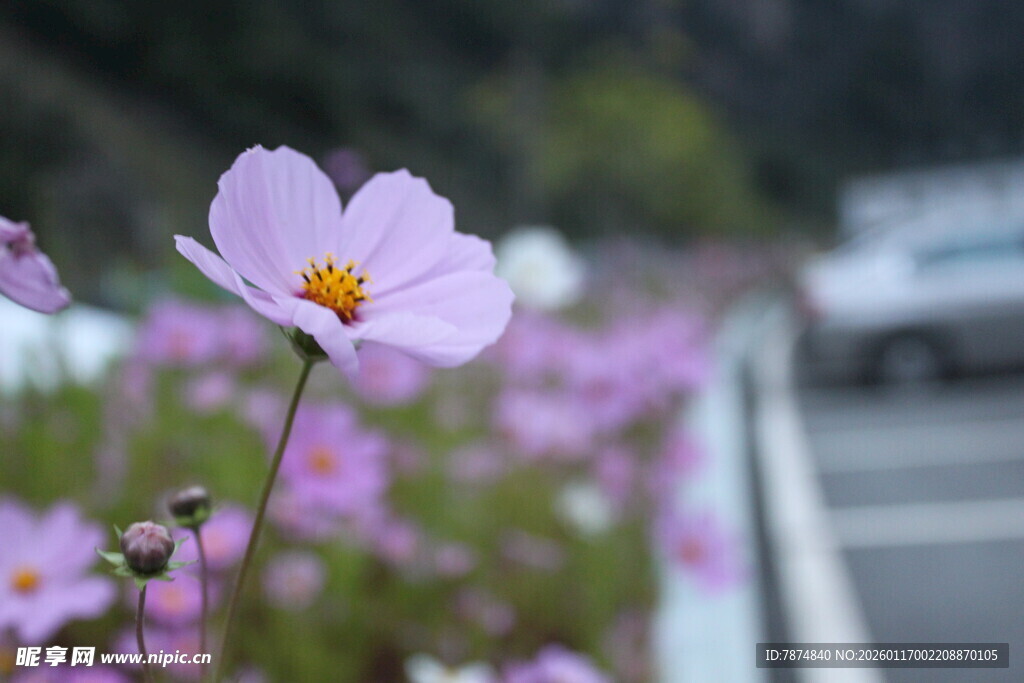 路边绽放的美丽波斯菊