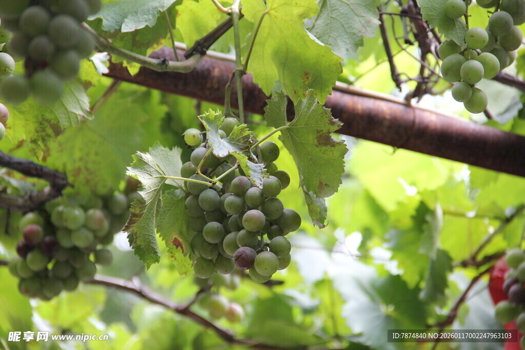 葡萄藤上的青绿葡萄串
