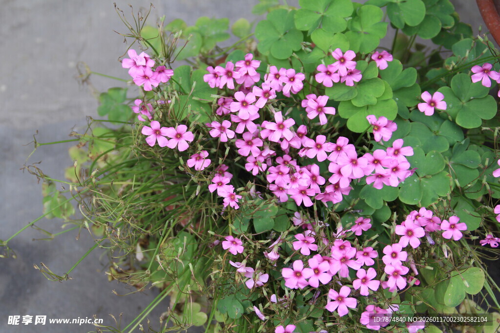 粉色小花绽放绿叶间