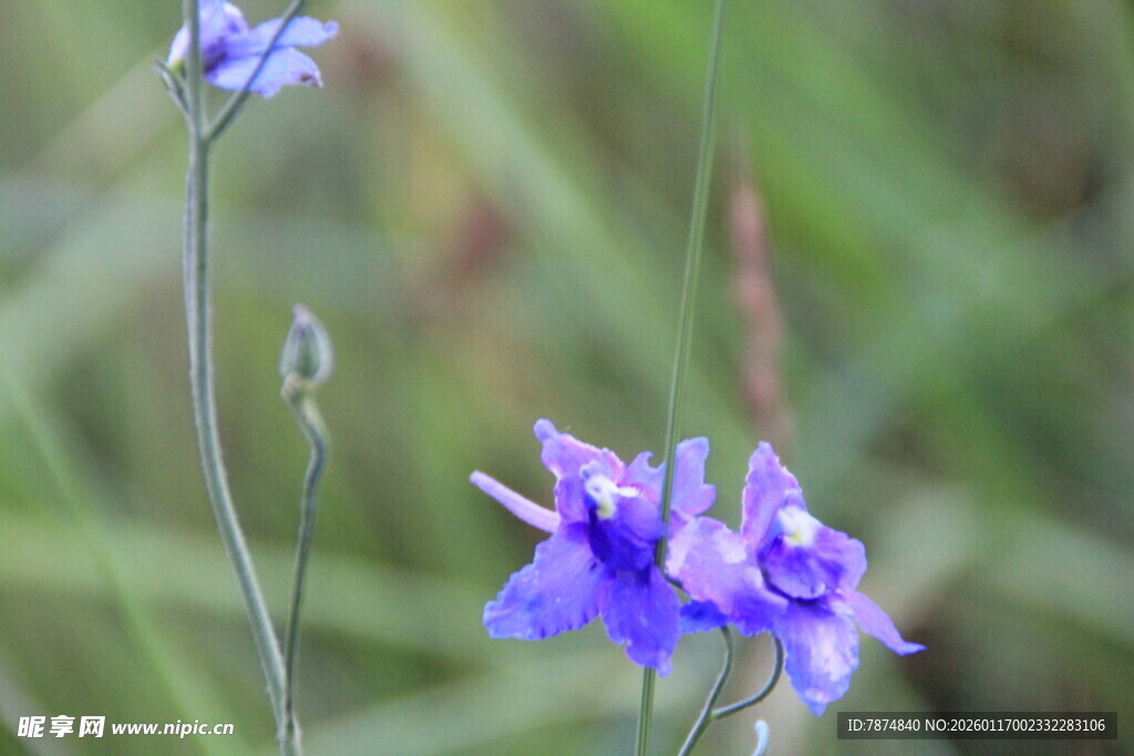 紫色小花绽放于绿野