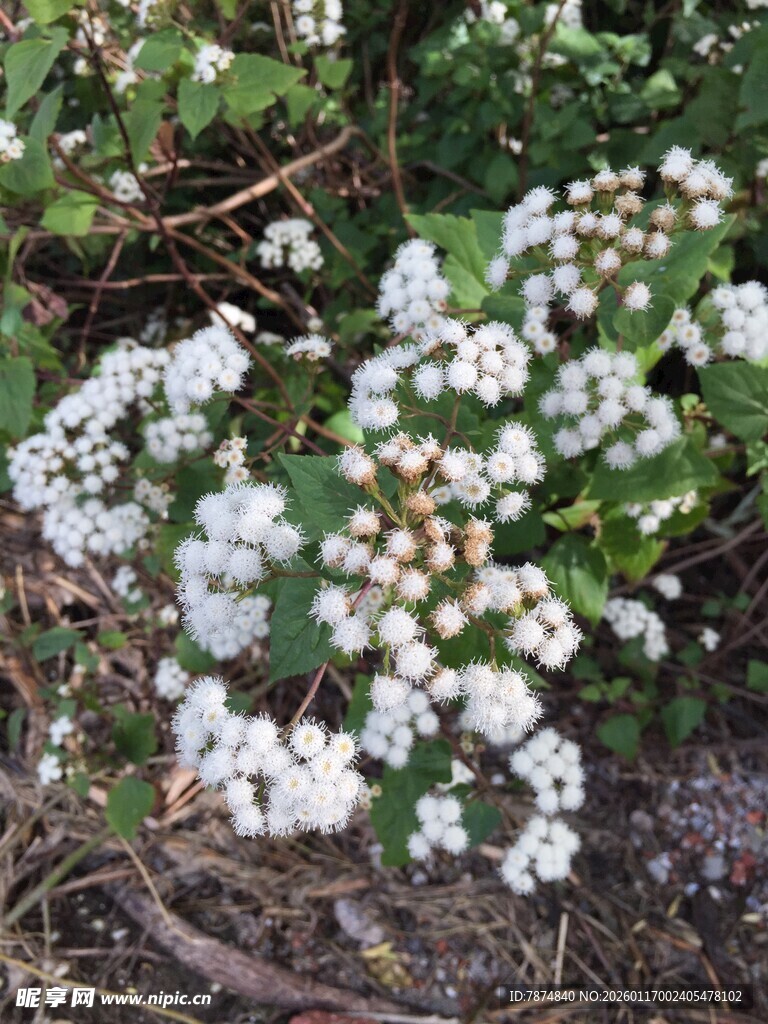 白色小花绽放于绿植间
