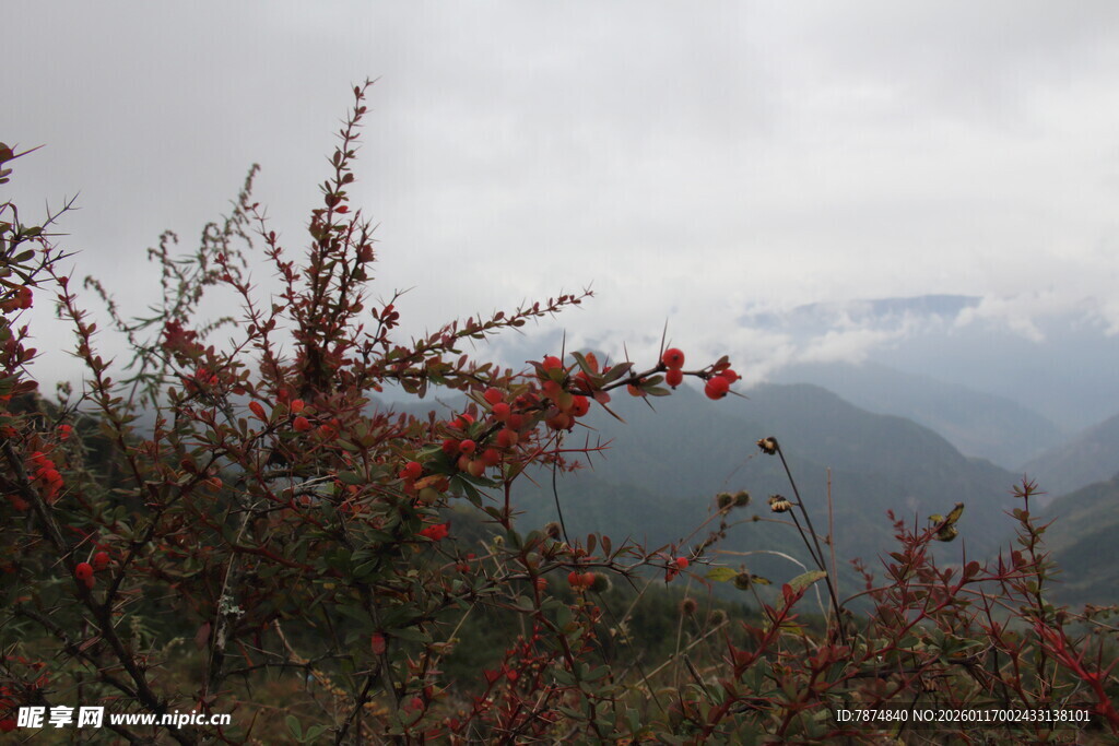 山间红枝映朦胧远山