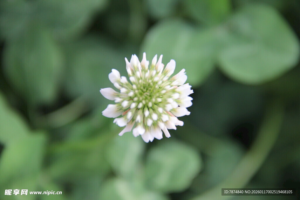白色小花特写