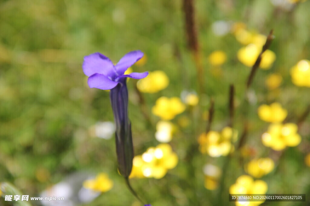 紫色小花绽放于黄花间