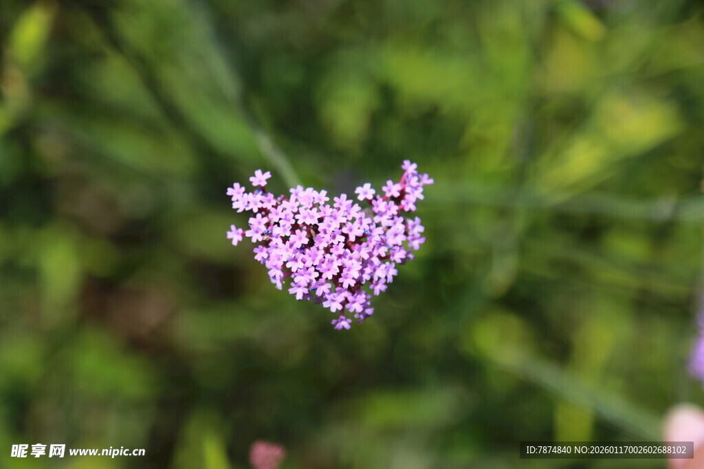 心形紫花绽放