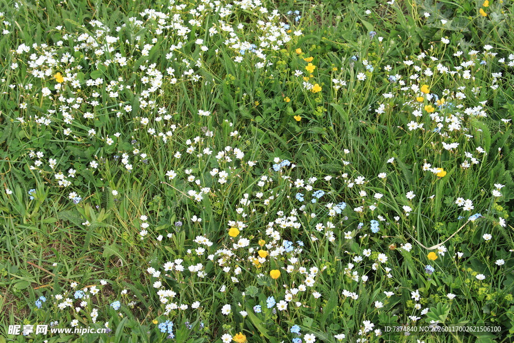 野地中的缤纷小雏菊