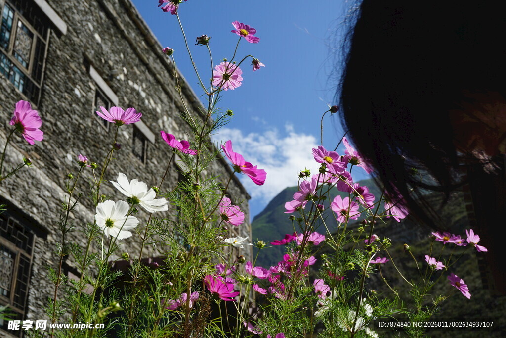 石屋旁绽放的多彩花朵