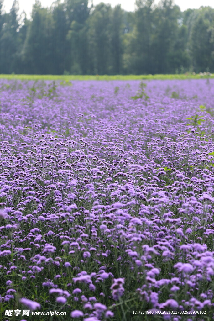 紫色花海 梦幻自然美景