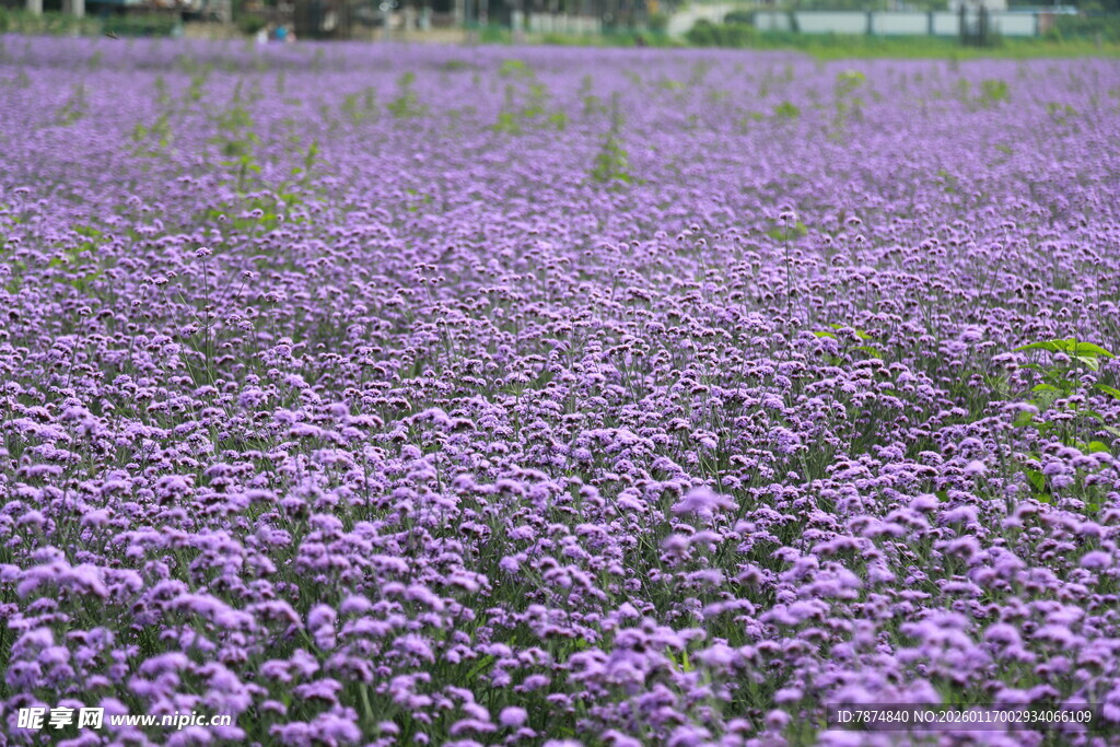 紫色花海 浪漫梦幻景致