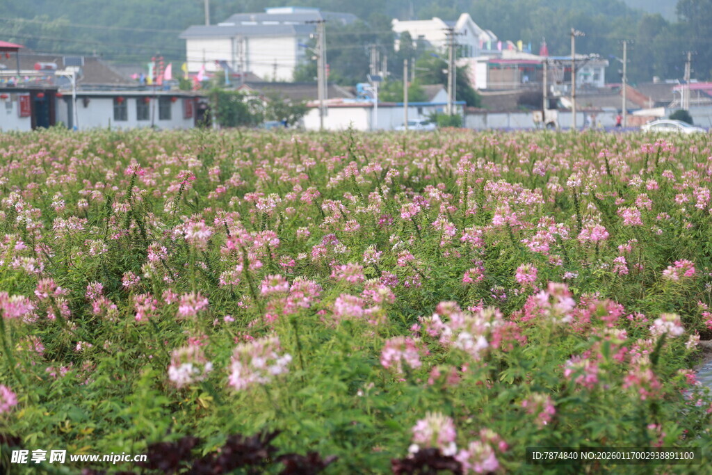 粉色花海 田园美丽景致