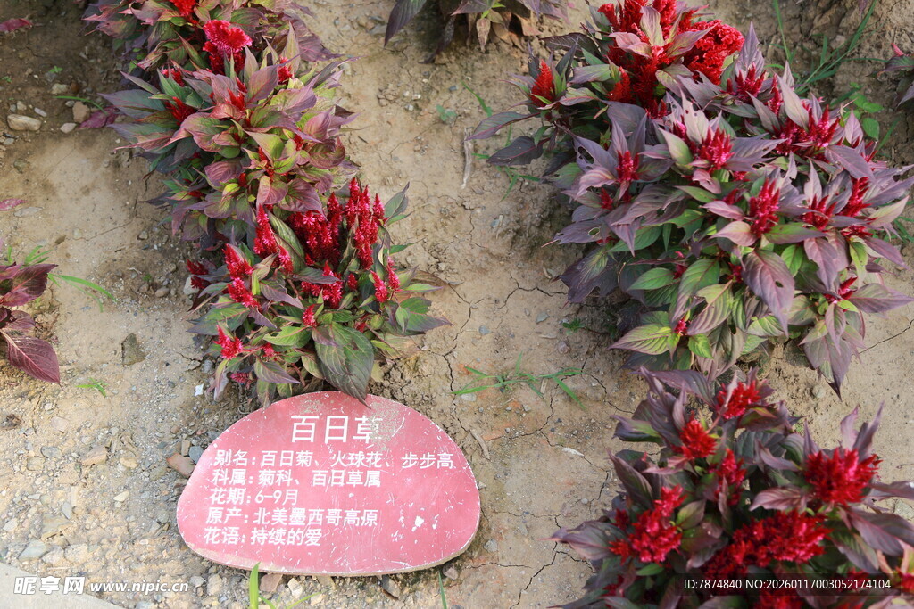 多彩植物展示牌