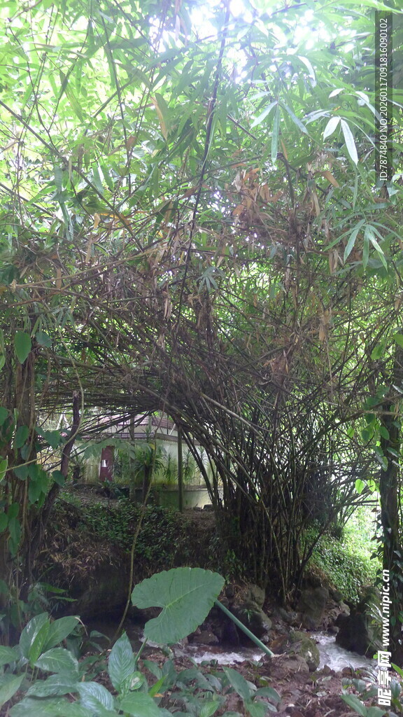 茂密竹林中的自然景致