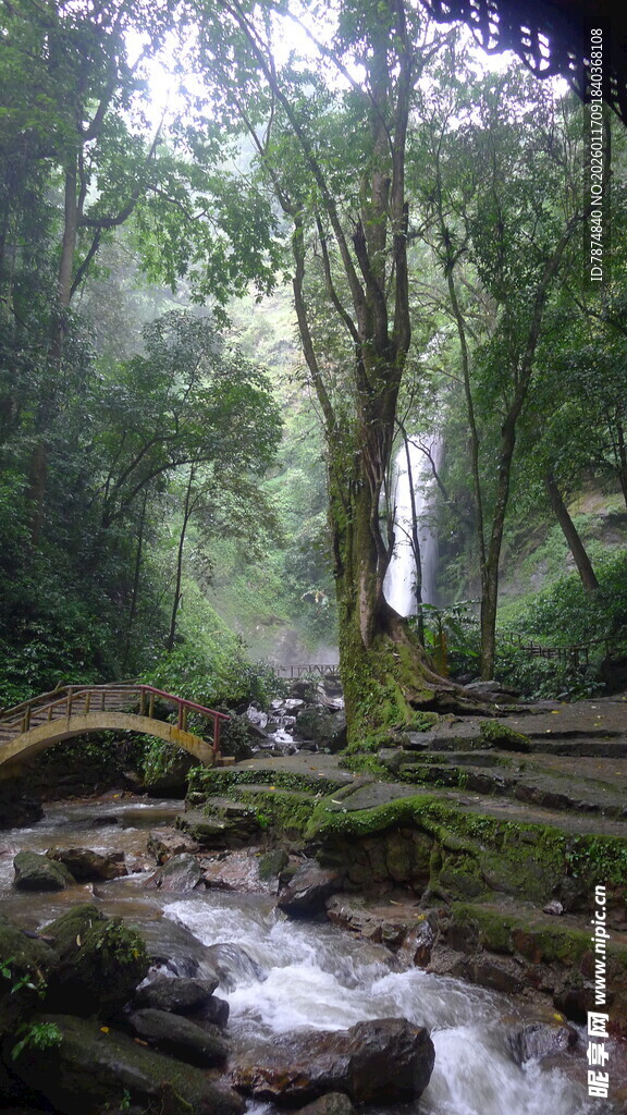雨林中的潺潺溪流